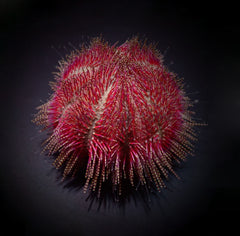 Salmacis bicolor