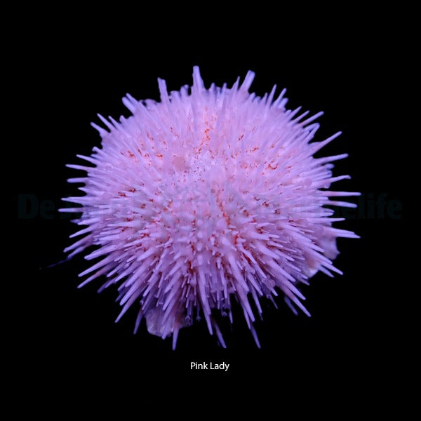 Salmacis spp. (Pink Lady)