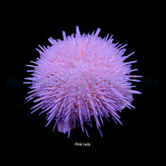 Salmacis spp. (Pink Lady)