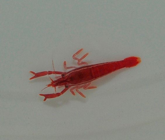 Sandimenes hirsutus