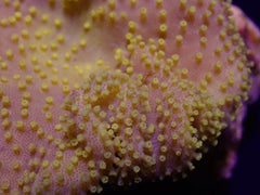 Sarcophyton spp. (Yellow) (Fiji-Tonga)