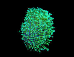 Sarcophyton spp. (frag)