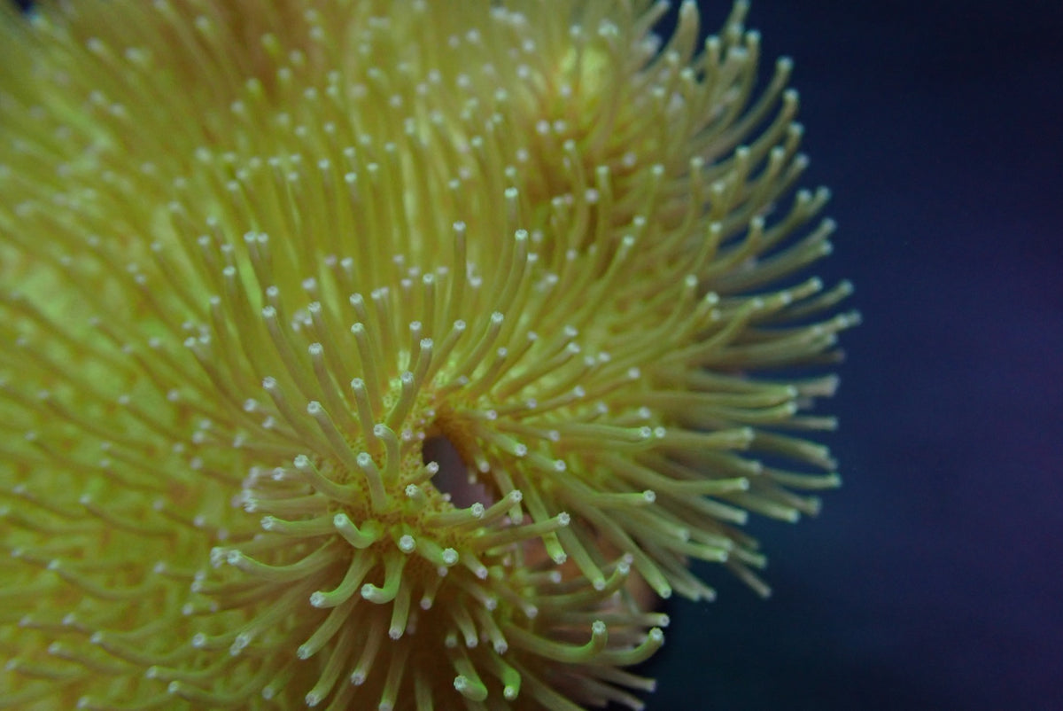 Sarcophyton spp. (Yellow)