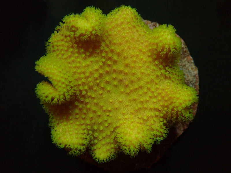 Sarcophyton spp. (Yellow) (Fiji/Tonga)
