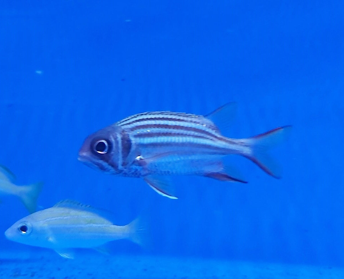 Sargocentron praslin
