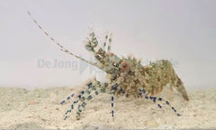 Saron marmoratus (Female)