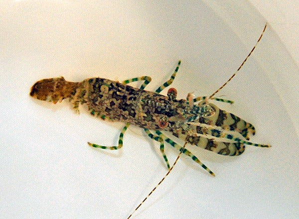 Saron marmoratus (Male)