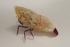 Saron rectirostris (Female)