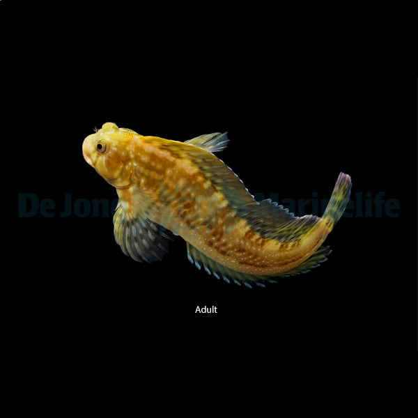 Scartella cristata - T.B.