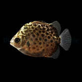 Scatophagus argus - T.B.