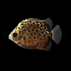 Scatophagus argus - T.B.
