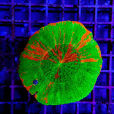 Scolymia australis (Bleeding Apple)