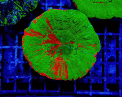 Scolymia australis (Bleeding Apple)