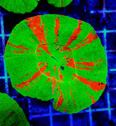 Scolymia australis (Bleeding Apple)