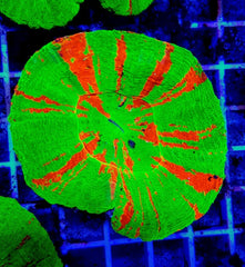 Scolymia australis (Bleeding Apple)