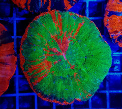 Scolymia australis (Bleeding Apple)