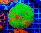 Scolymia australis (Bleeding Apple)