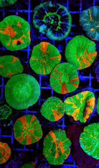 Scolymia australis (Bleeding Apple)