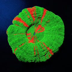 Scolymia australis (Bleeding Apple)