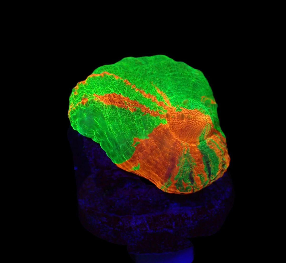 Scolymia australis (Bleeding Apple) (frag) o 253