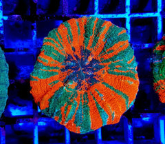 Scolymia australis (Bleeding Apple) (Grade B)