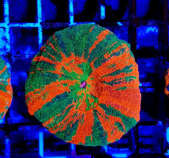 Scolymia australis (Bleeding Apple) (Grade B)