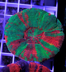 Scolymia australis (Bleeding Apple) (Grade B)