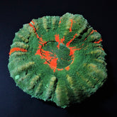 Scolymia australis (Bleeding Apple) (Grade B)