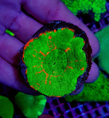 Scolymia australis (Damaged)