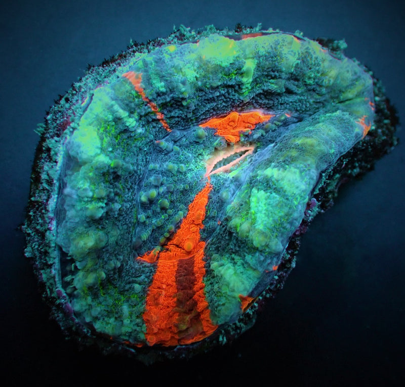 Scolymia australis (Damaged)