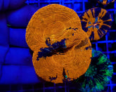 Scolymia australis (Double Head)