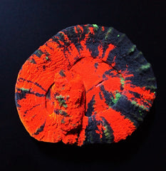 Scolymia australis (Double Head)