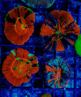 Scolymia australis (Premium)