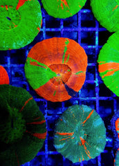 Scolymia australis (Reverse Bleeding Apple)