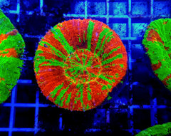 Scolymia australis (Reverse Bleeding Apple)