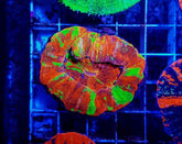 Scolymia australis (Reverse Bleeding Apple)