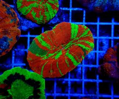 Scolymia australis (Reverse Bleeding Apple)