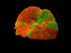 Scolymia australis (Reverse Bleeding Apple)