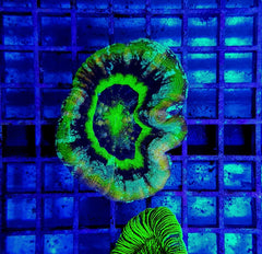 Scolymia australis (Ufo) (Premium)