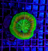 Scolymia australis (Ufo) (Premium)