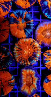 Scolymia australis (War Paint)