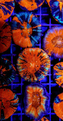 Scolymia australis (War Paint)