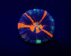 Scolymia australis (War Paint) (Grade B)