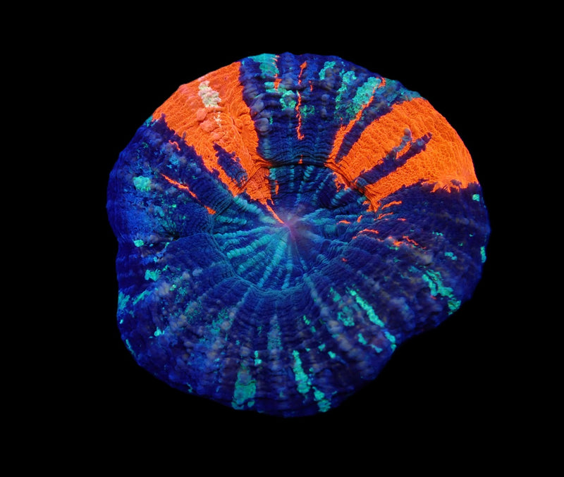 Scolymia australis (War Paint) (Grade B)