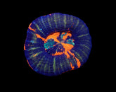 Scolymia australis (War Paint) (Grade B)