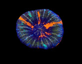Scolymia australis (War Paint) (Grade B)
