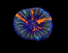 Scolymia australis (War Paint) (Grade B)