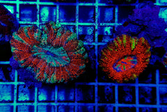 Scolymia spp. (Crocodile Isl.) (Premium)