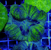 Scolymia spp. (Crocodile Isl.) (Premium)