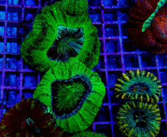 Scolymia spp. (Crocodile Isl.)